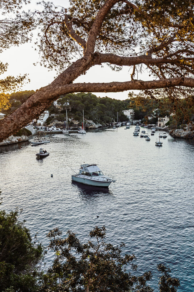 Pine trees overlooking the Mediterranean Sea on the coast of Mallorca.